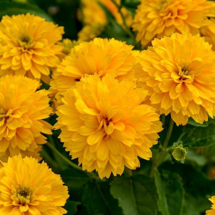 Heliopsis helianthoides 'Rays for Days'  - Rays for Days False Sunflower