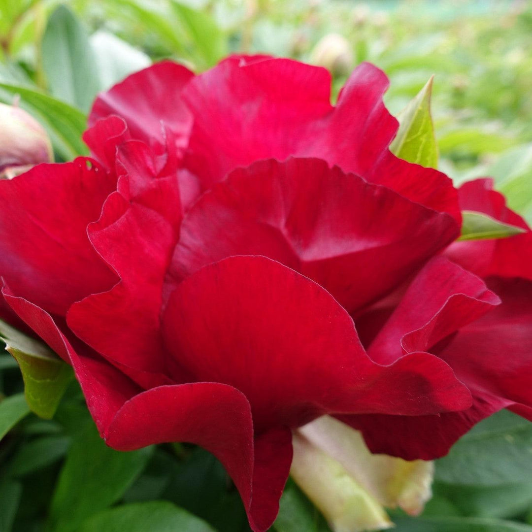 Paeonia 'Scarlet Heaven'  - Scarlet Heaven Itoh Peony