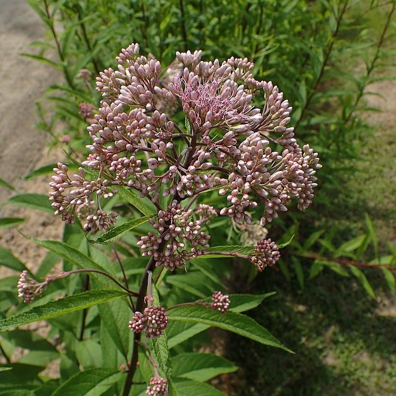 Eupatorium maculatum  - Spotted Joe Pye Weed