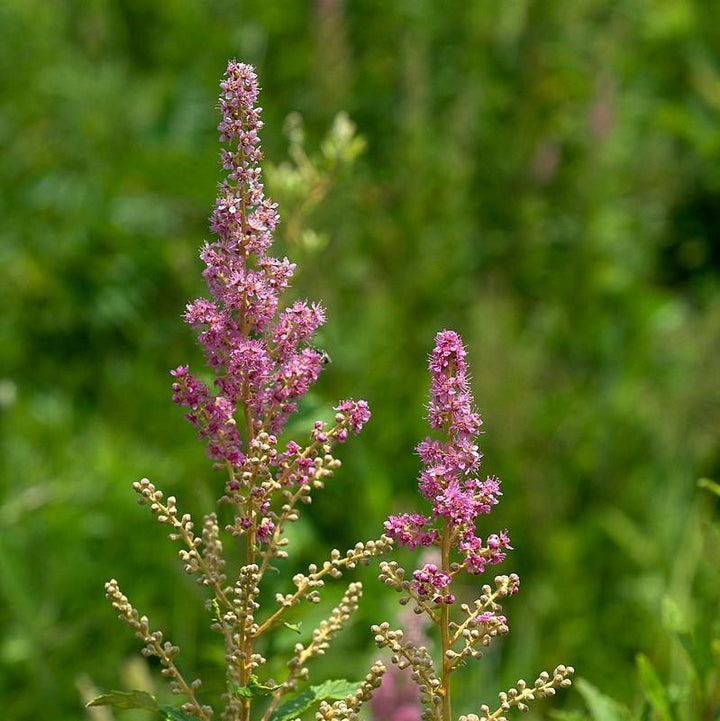 Spiraea tomentosa  - Steeplebush