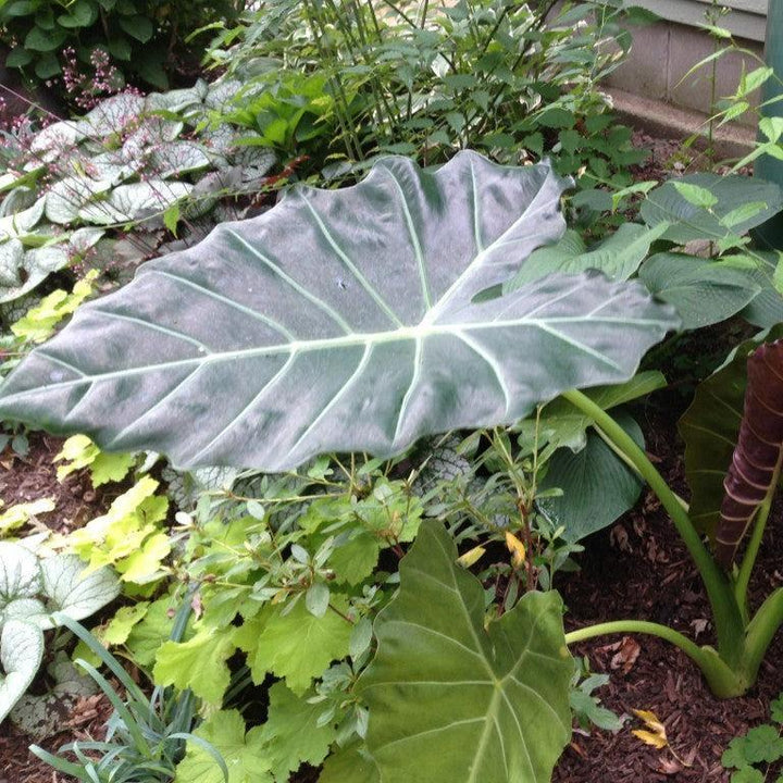 Alocasia 'Mayan Mask'  - Masquerade™ Mayan Mask Alocasia