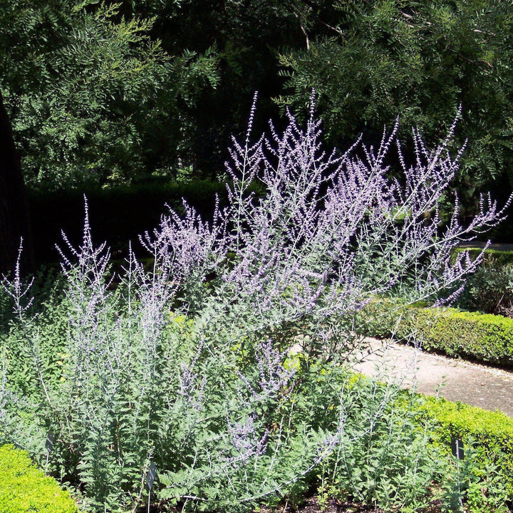 Perovskia atriplicifolia  - Russian Sage