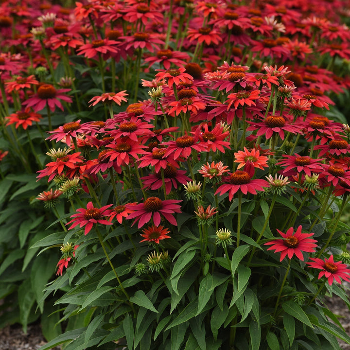 Echinacea 'Balsomtresgo'  - Sombrero® Tres Amigos Coneflower