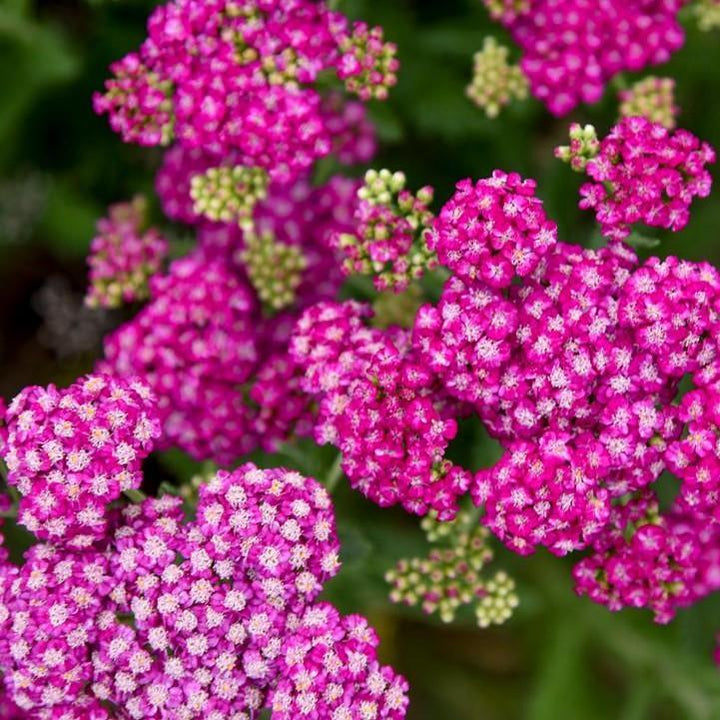 Achillea ’Firefly Fuchsia’  - PW® Firefly Fuchsia Yarrow