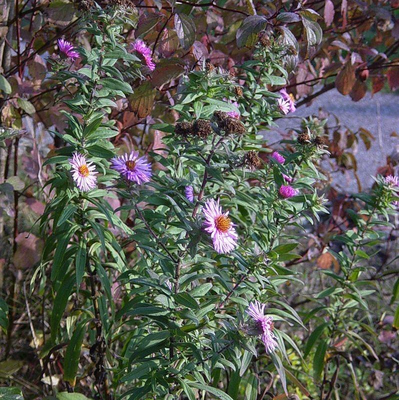 Aster novi-belgii  - New York Aster