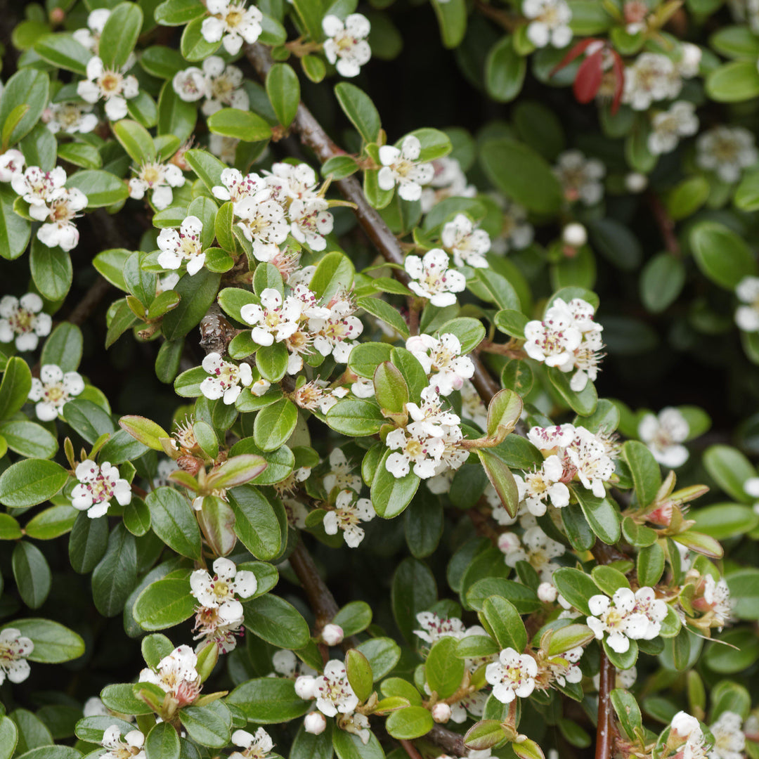 Cotoneaster dammeri 'Coral Beauty'  - Coral Beauty Cotoneaster