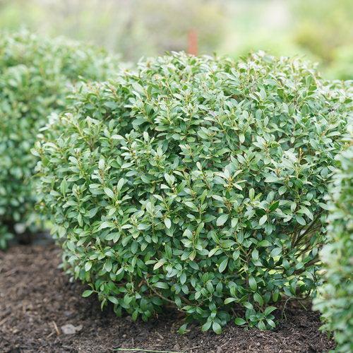 Ilex glabra 'ILEXFARROWTRACEY'  - Strongbox® Inkberry Holly