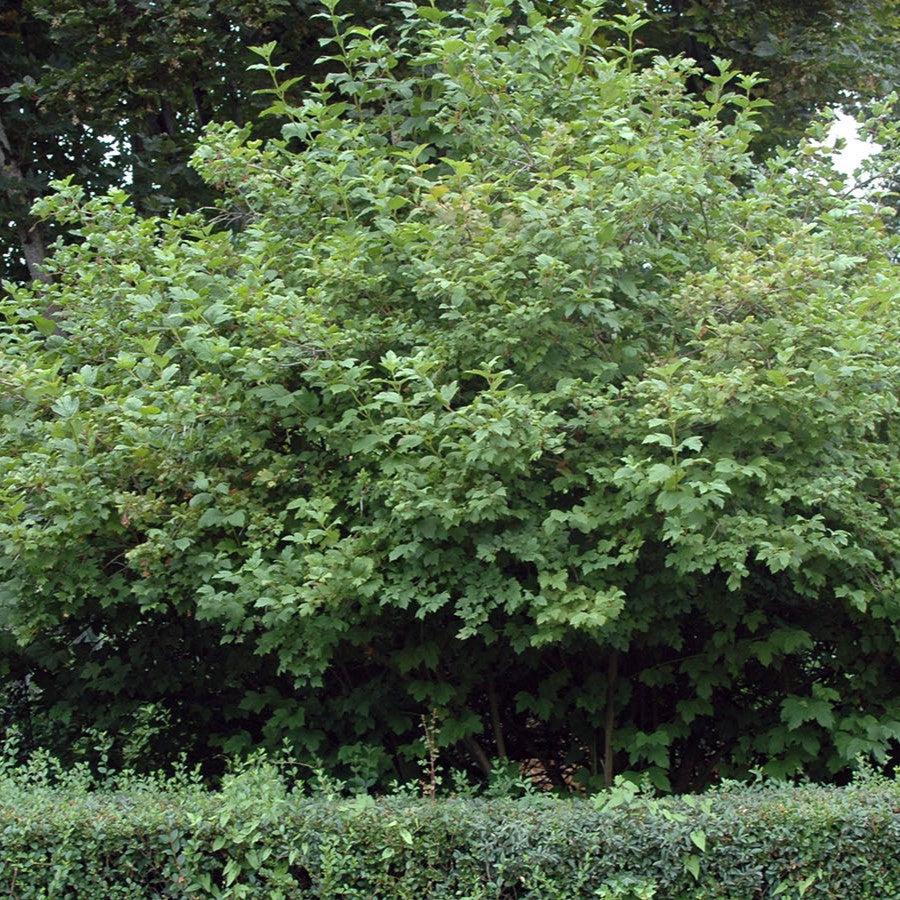 Viburnum opulus 'Roseum'  - Eastern Snowball