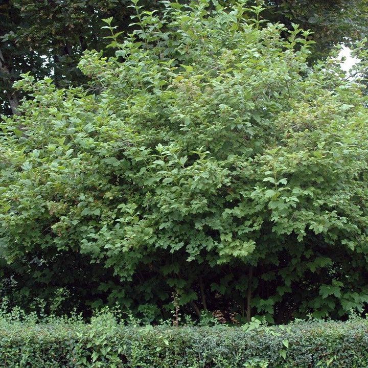 Viburnum opulus 'Roseum'  - Eastern Snowball