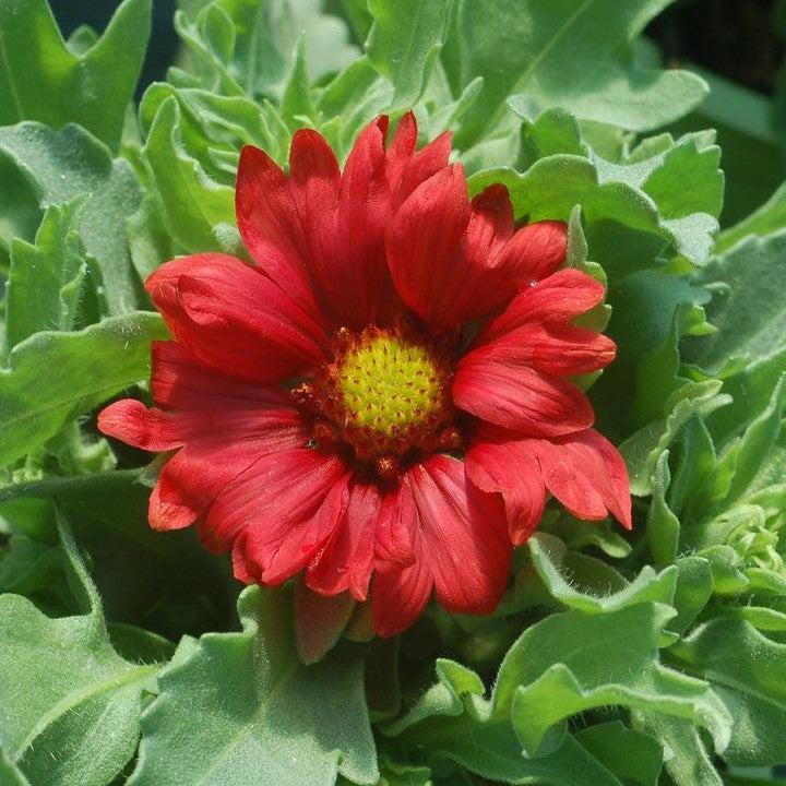 Gaillardia aristata 'Burgundy'  - Burgundy Blanket Flower