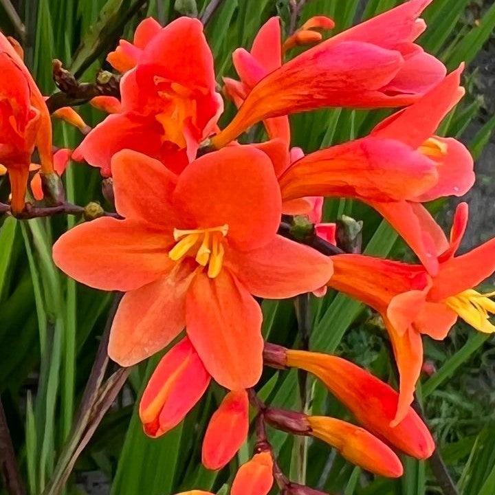 Crocosmia 'Peach Melba'  - Peach Melba Crocosmia