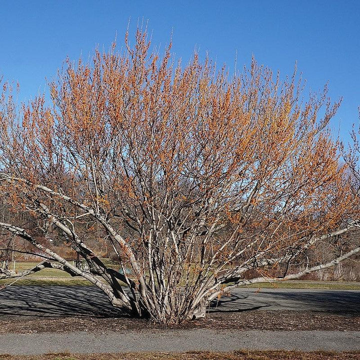 Hamamelis vernalis  - Ozark Witch Hazel