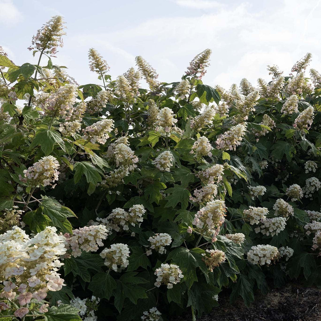 Hydrangea quercifolia '1925querrep'  - Autumn Reprise™ Hydrangea