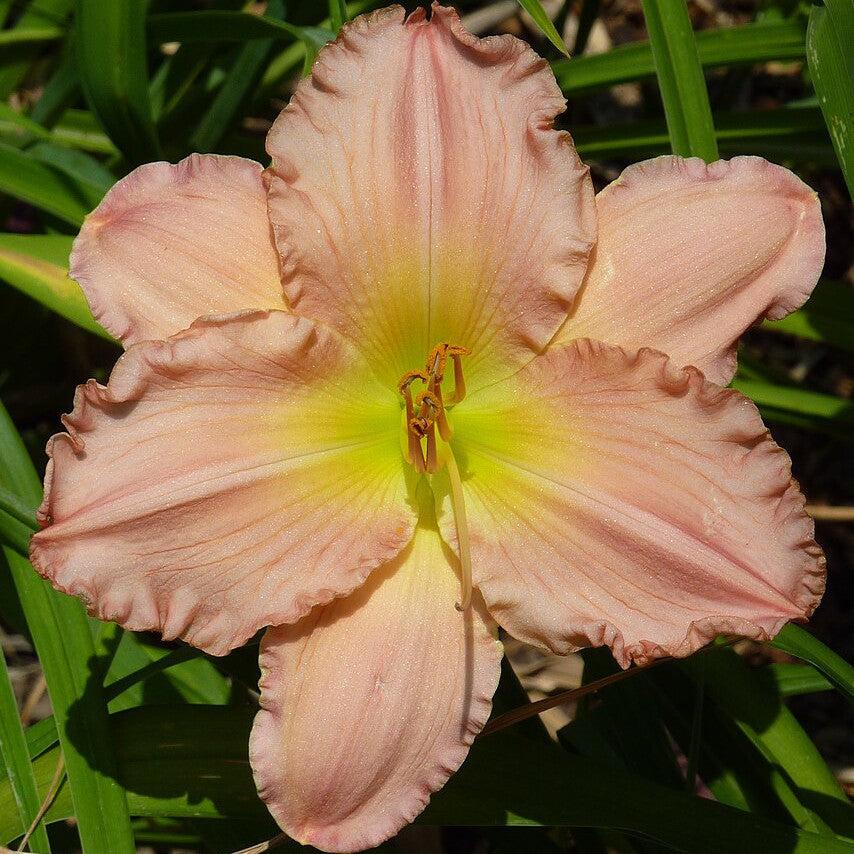 Hemerocallis 'Jolyene Nichole'  - Jolyene Nichole Daylily