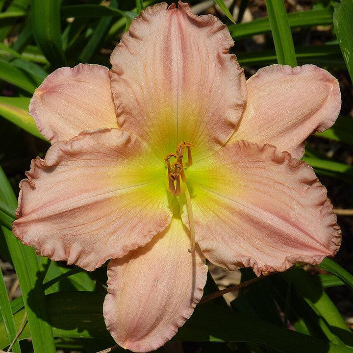 Hemerocallis 'Jolyene Nichole'  - Jolyene Nichole Daylily