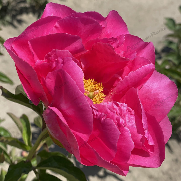 Paeonia lactiflora 'Paula Fay'  - Paula Fay Peony