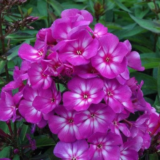 Phlox paniculata 'Ditomsur' PP21,109  - First Editions® Grape Lollipop™ Phlox
