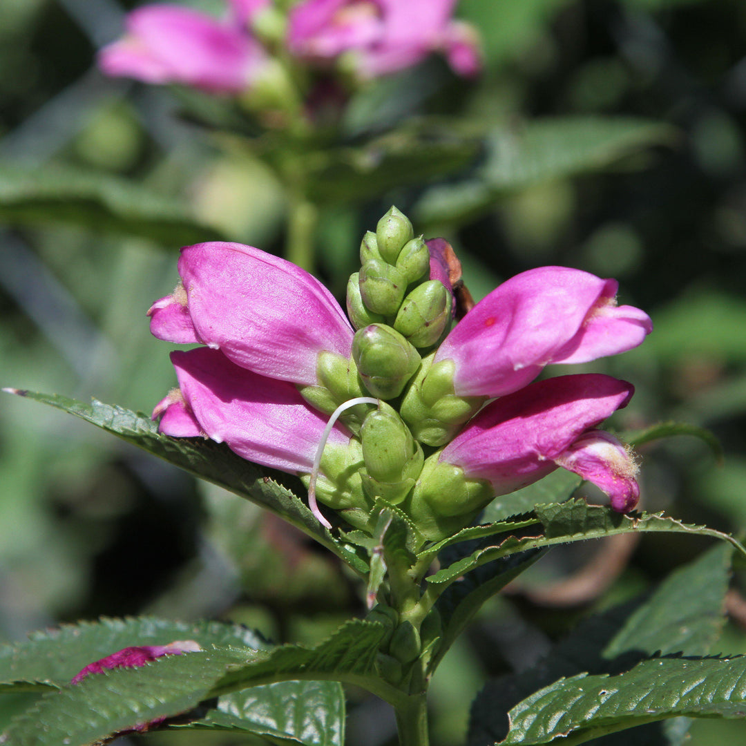Chelone lyonii 'Hot Lips'  - Hot Lips Turtlehead
