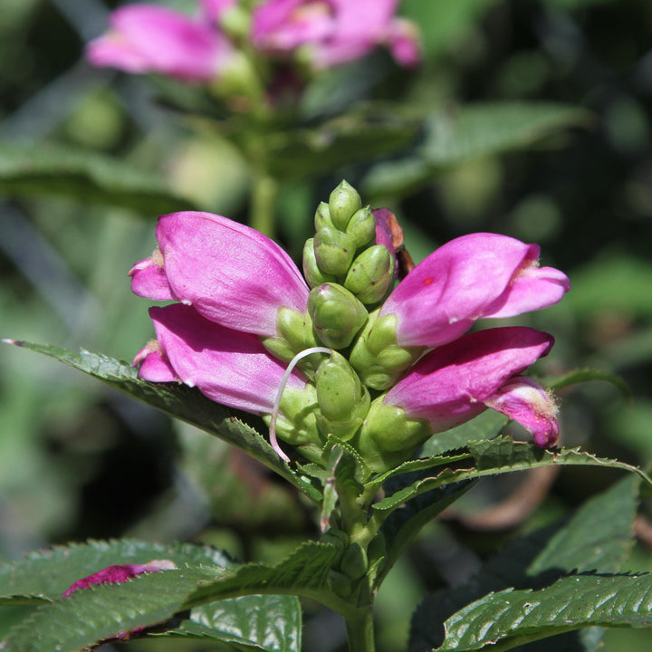 Chelone lyonii 'Hot Lips'  - Hot Lips Turtlehead