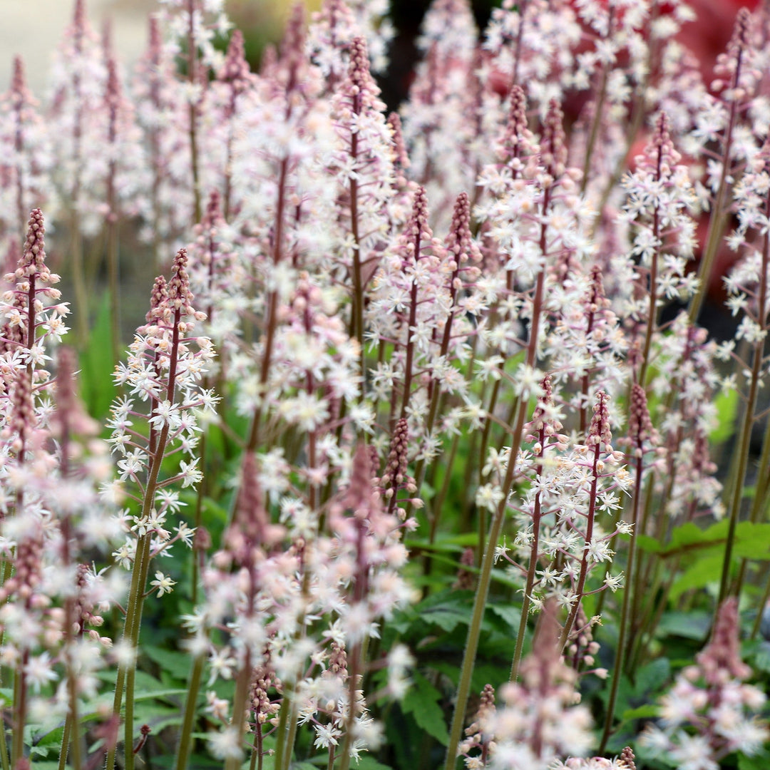 Tiarella 'Sugar and Spice'  - Sugar and Spice Foamflower