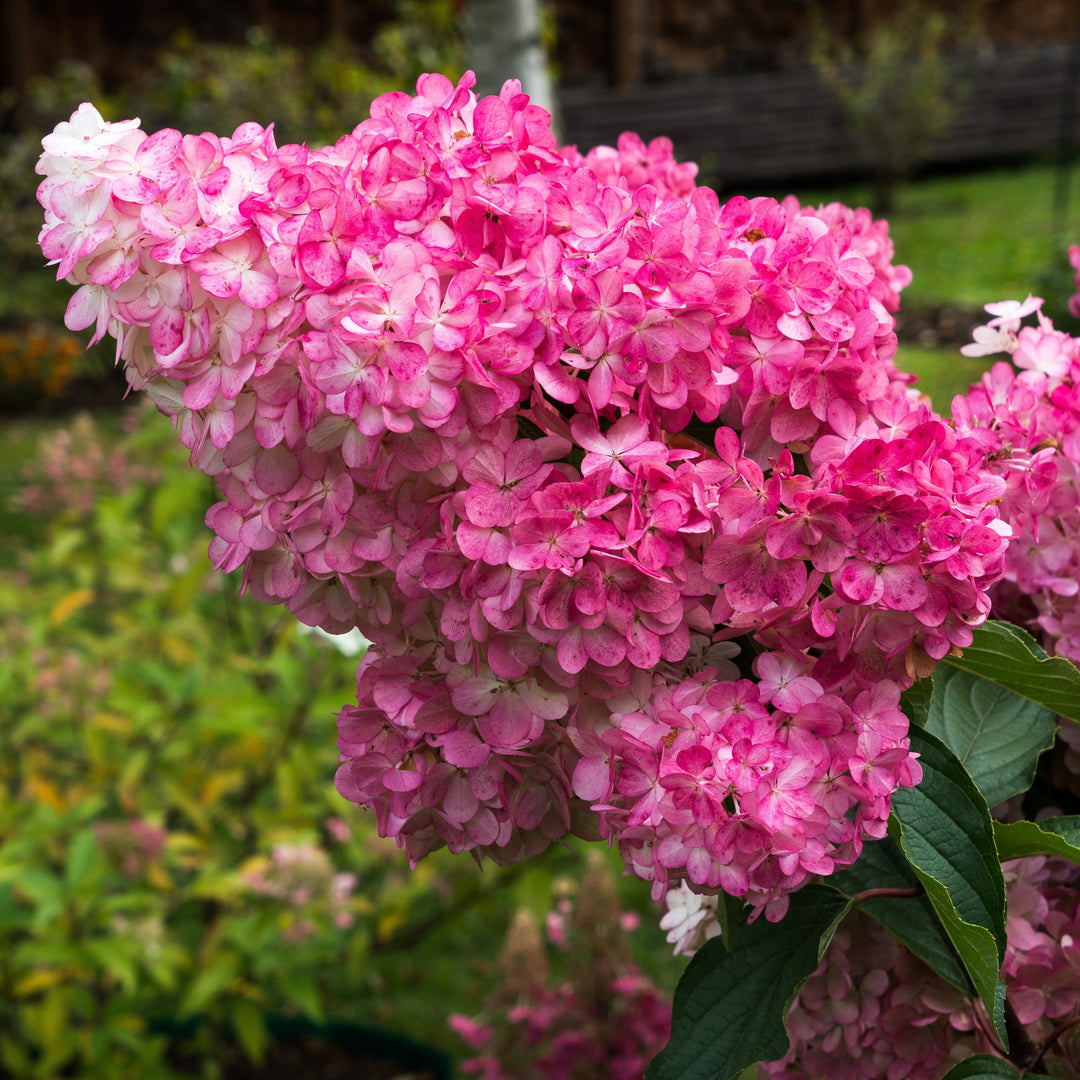 Hydrangea paniculata 'Renba' PP28,509  - First Editions® Berry White® Hydrangea