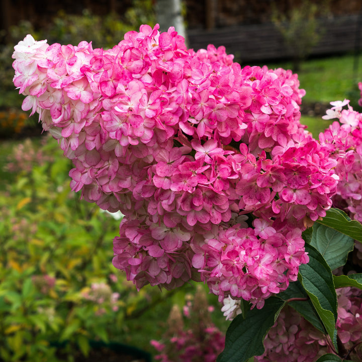 Hydrangea paniculata 'Renba' PP28,509  - First Editions® Berry White® Hydrangea