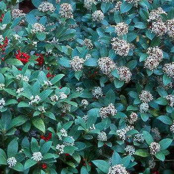 Skimmia japonica  - Japanese Skimmia