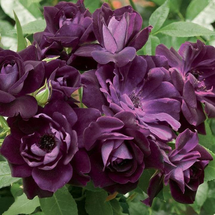 Rosa 'Prose'  - Burgundy Iceberg Rose