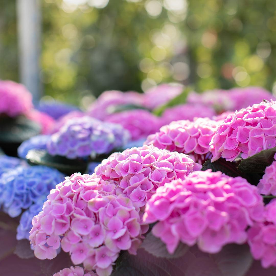 Hydrangea macrophylla 'Hokomarore'  - Magical® Elizabeth Ashley Hydrangea
