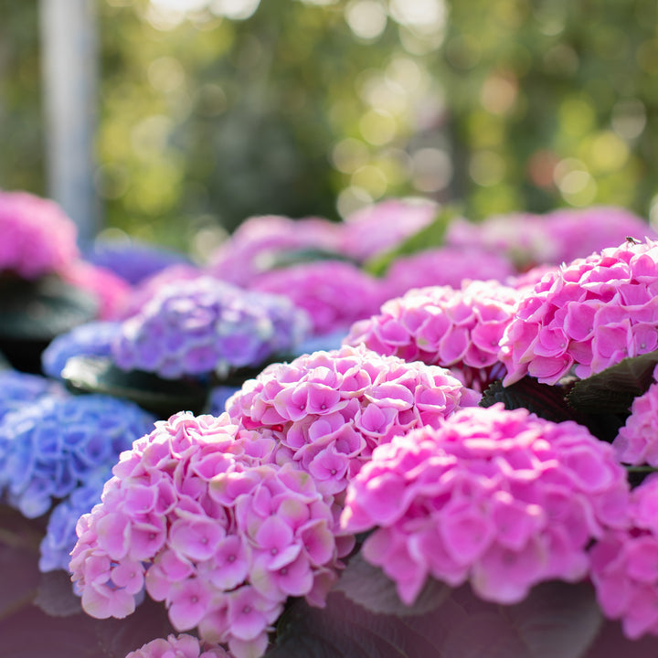 Hydrangea macrophylla 'Hokomarore'  - Magical® Elizabeth Ashley Hydrangea