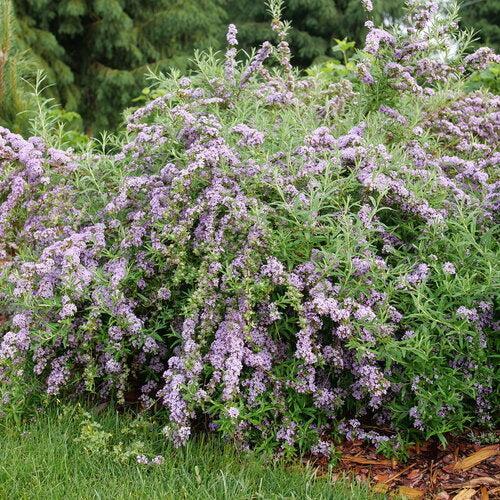 Buddleia alternifolia 'Mop Top’  - Mop Top™ Fountain Butterfly Bush