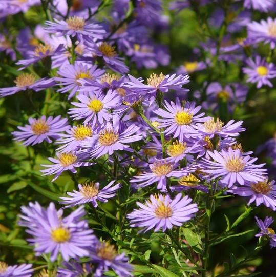 Aster laevis  - Smooth Aster