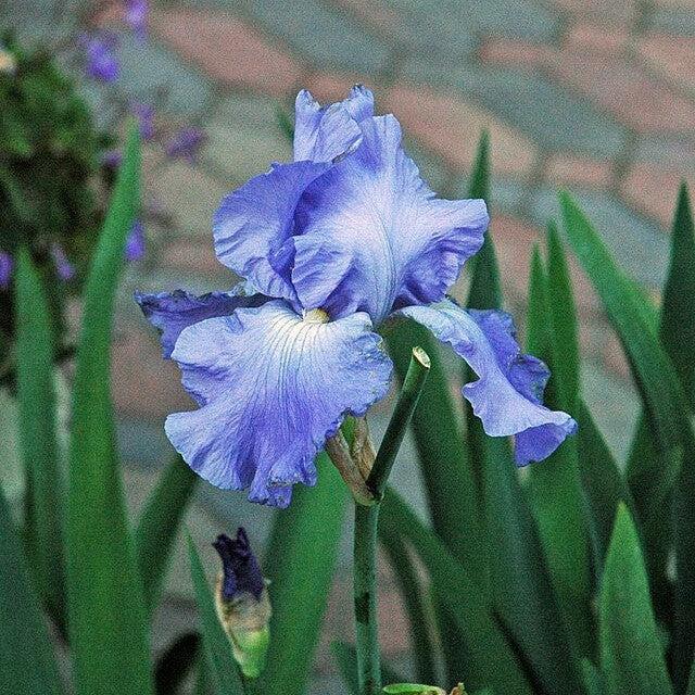 Iris germanica 'Victoria Falls'  - Victoria Falls Bearded Iris