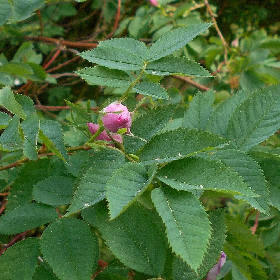 Rosa carolina  - Carolina Rose