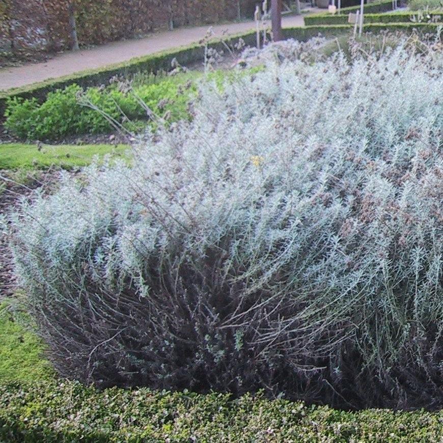 Helichrysum italicum  - Curry Plant