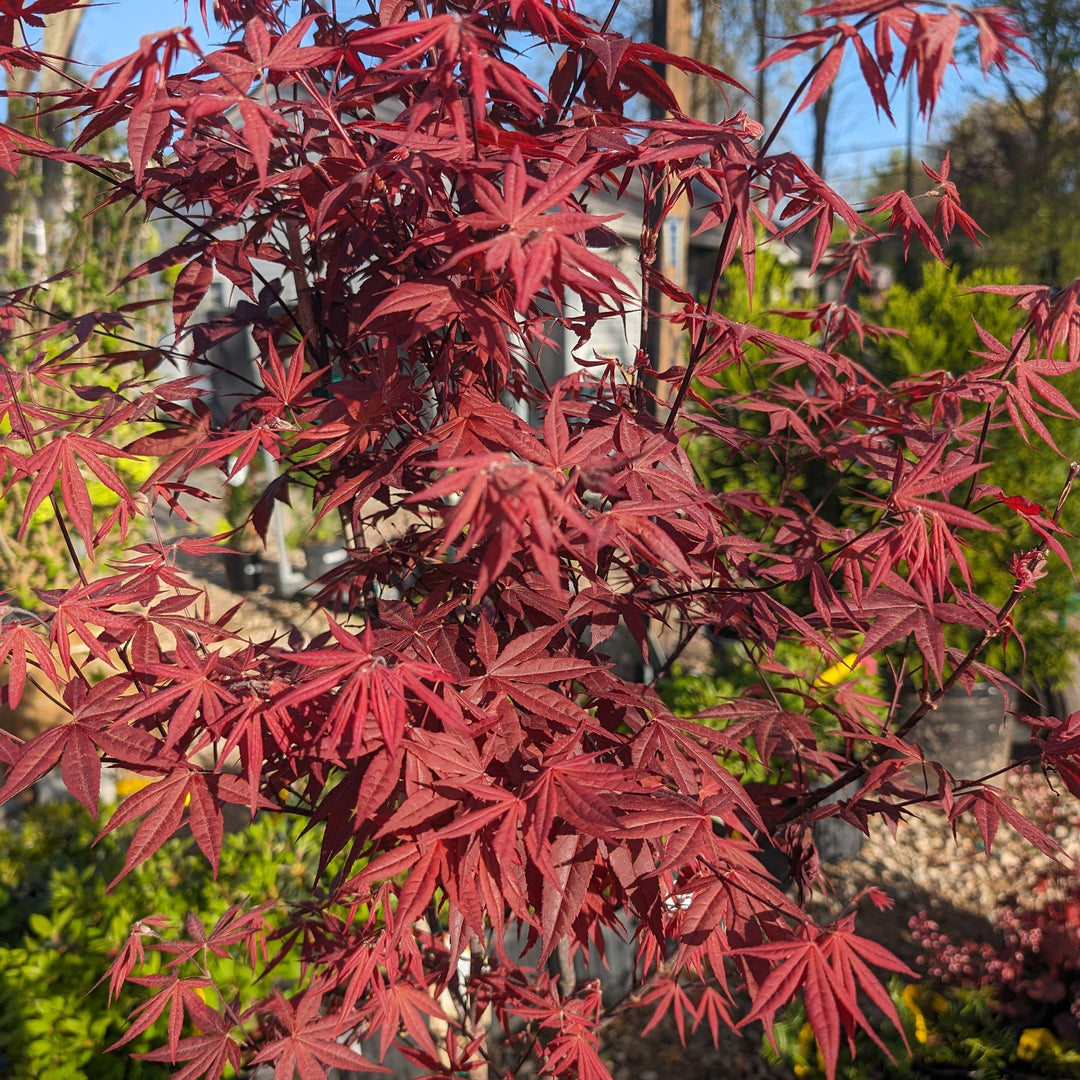 Acer palmatum 'Bloodgood'  - Japanese Maple 'Bloodgood'