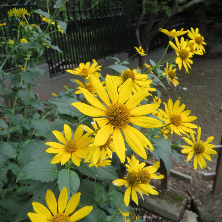 Rudbeckia laciniata  - Cut-leaf Coneflower