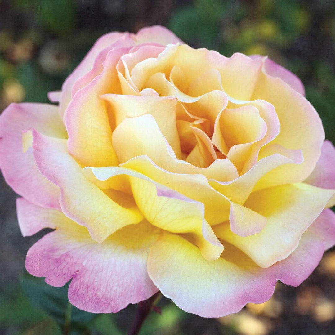 Rosa 'Peace'  - Peace Rose