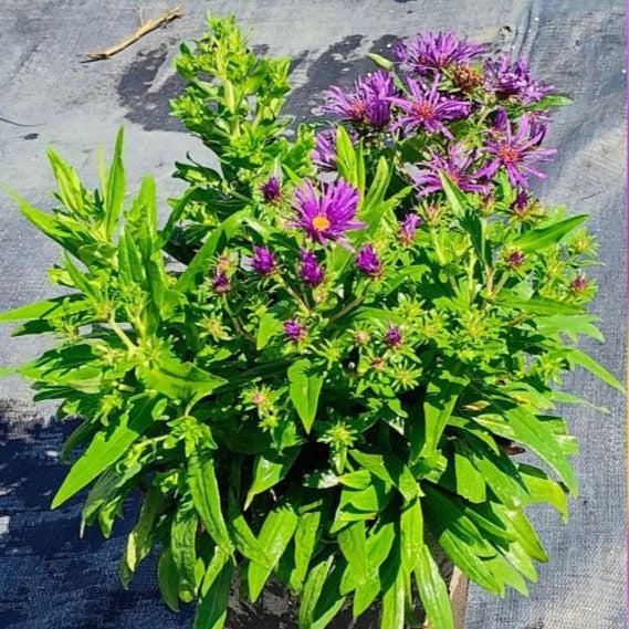 Aster novae-angliae 'Grape Crush'  - Grape Crush New England Aster
