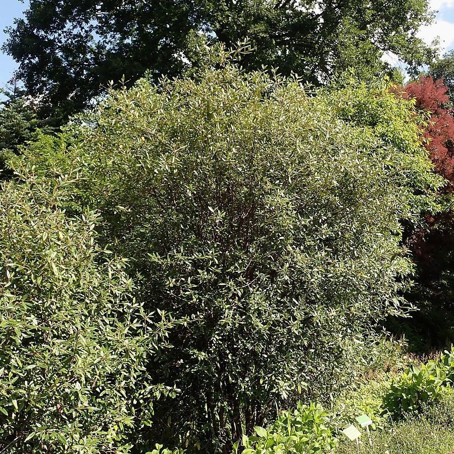 Viburnum 'Pragense'  - Prague Viburnum
