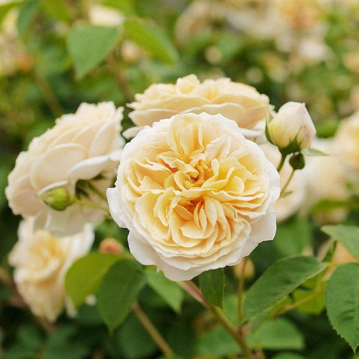 Rosa 'Ausbaker'  - Teasing Georgia® Rose