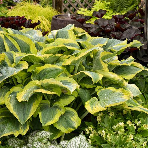 Hosta 'Seducer' 22,413  - PW® Shadowland® Seducer Hosta
