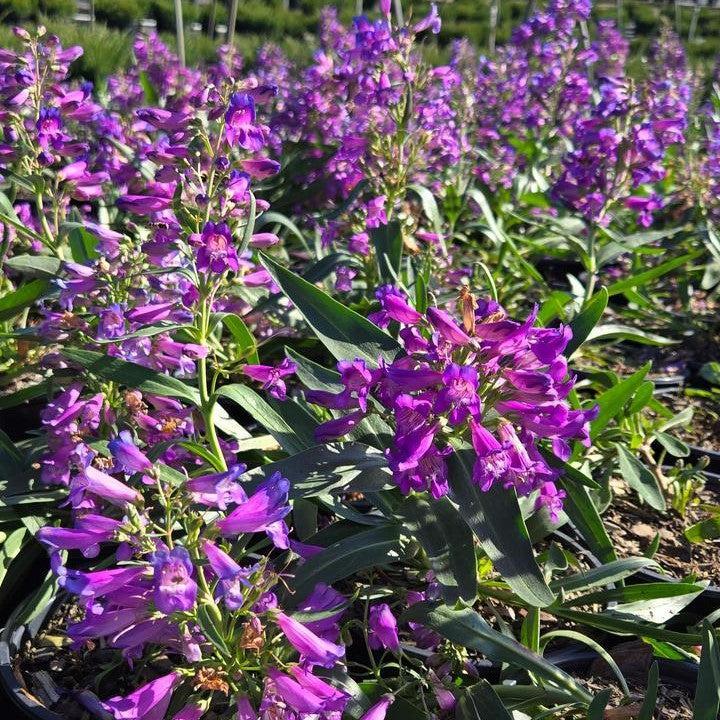 Penstemon 'Pristine Blue'  - Pristine Blue Beardtongue