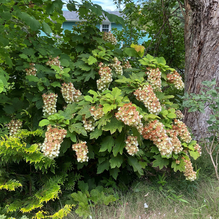 Hydrangea quercifolia 'Snowcicle'  - Snowcicle Hydrangea