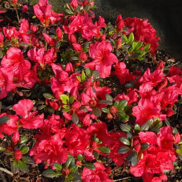Azalea kaempferi 'Johanna'  - Johanna Azalea