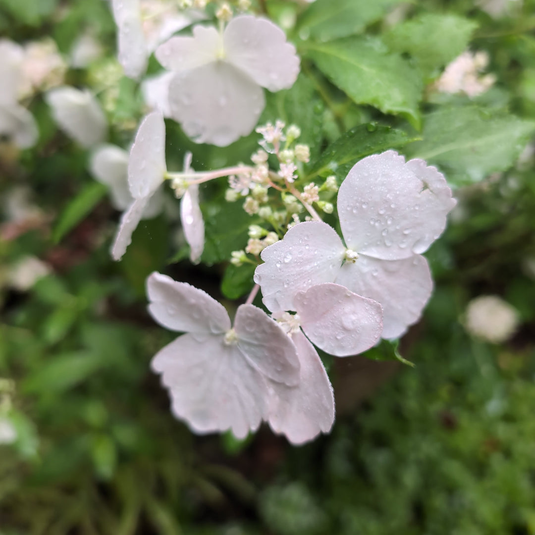 Hydrangea x ‘Fairytrail Bride'  - Fairytrail Bride® Cascade Hydrangea