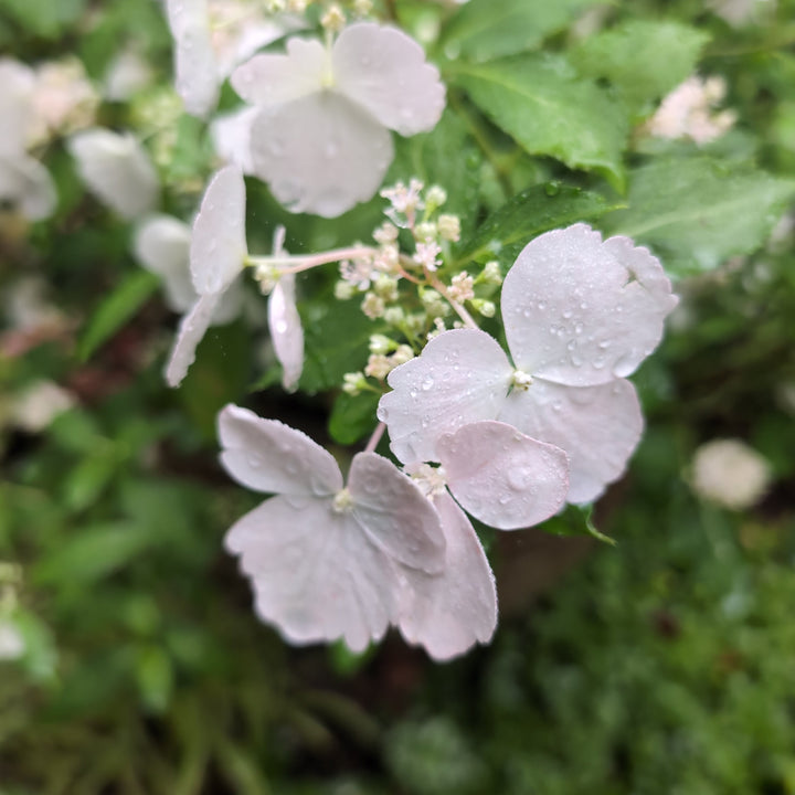 Hydrangea x ‘Fairytrail Bride'  - Fairytrail Bride® Cascade Hydrangea