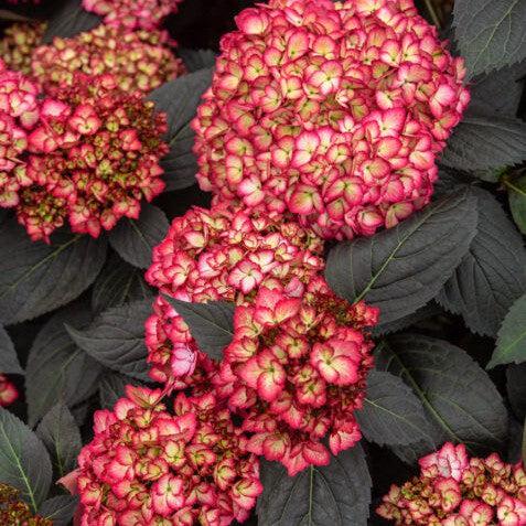 Hydrangea macrophylla 'Bailmacseven'  - First Editions® Eclipse® Hydrangea