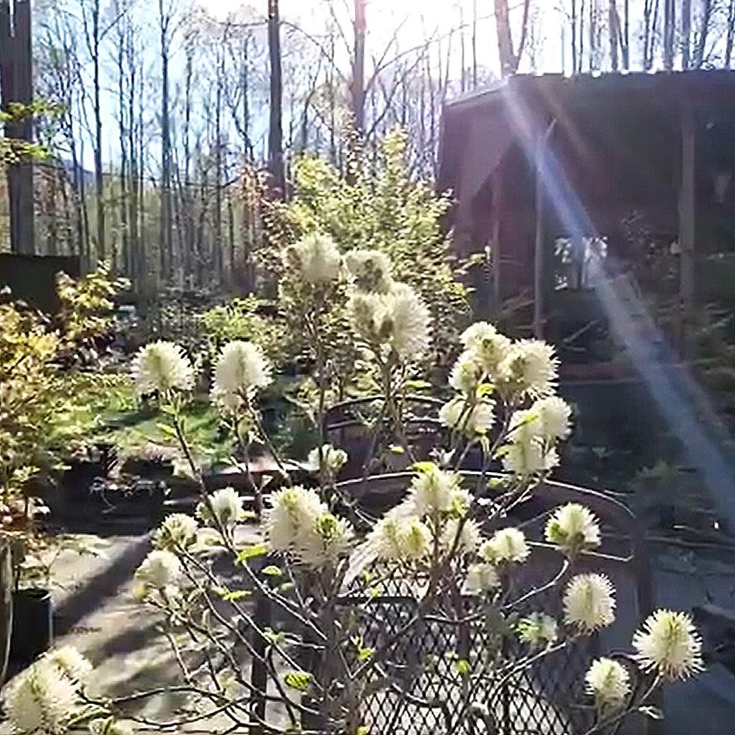 Fothergilla x intermedia 'Blue Shadow'  - Blue Shadow Fothergilla