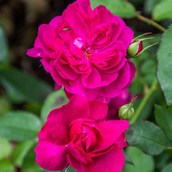 Rosa 'Darcey Bussell'  - Darcey Bussell Rose